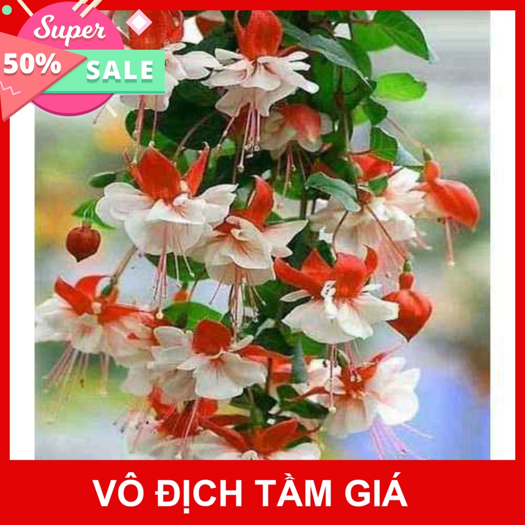 Giống Chuẩn  CÂY HOA LỒNG ĐÈN