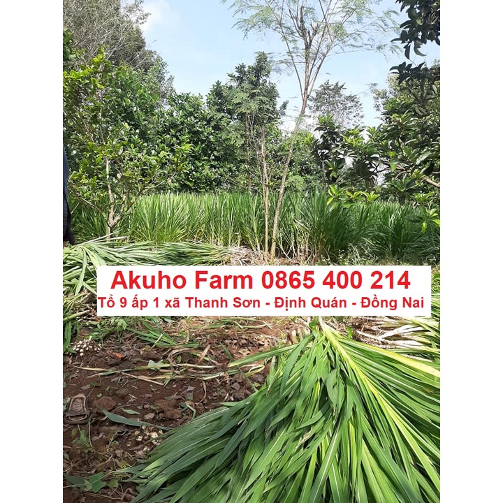 Hom Giống Cỏ Voi Lùn Đài Loan – Cỏ Sữa Đài Loan – Cỏ Lá Dứa