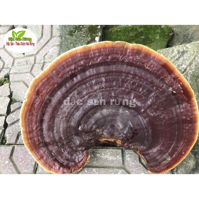 Nấm linh Chi Rừng 500g - 1kg đặc sản rừng
