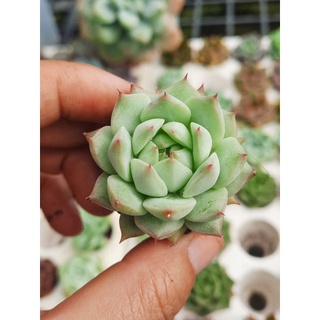 Sen đá baby trắng size 6_8cm🌵hư 1 đổi 1