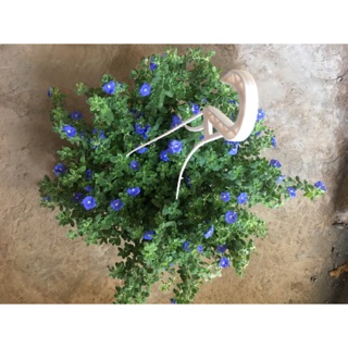 Chậu treo hoa thanh tú