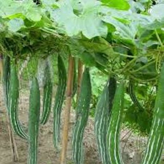 HẠT GIỐNG LẶC LÀY (MƯỚP NGỌT) NHẬP KHẨU.