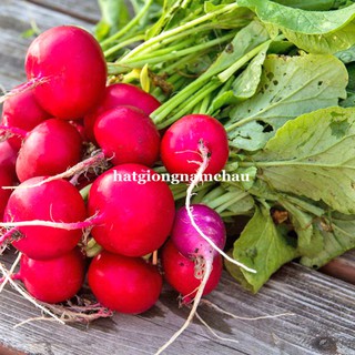2 Gram - HẠT GIỐNG CỦ CẢI ĐỎ TRÒN