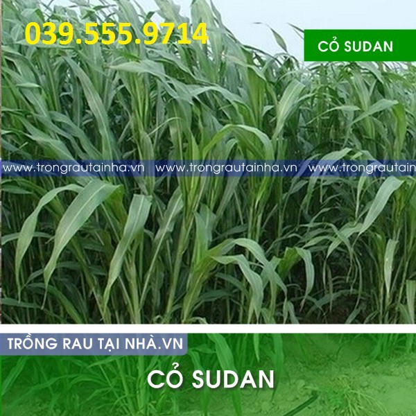 Hạt cỏ Chăn Nuôi Sudan Lai 200g - Cỏ Chăn Nuôi Không Lông