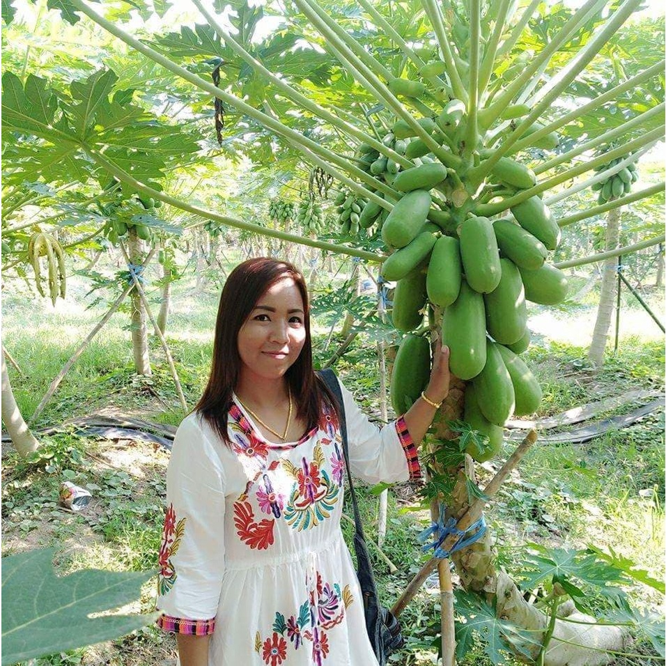 HẠT GIỐNG ĐU ĐỦ SIÊU LÙN HÀ LAN F1 _ Hạt giống Thái nảy 99%