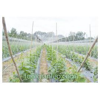 10m lưới bắt giàn leo khổ rộng 1,3m
