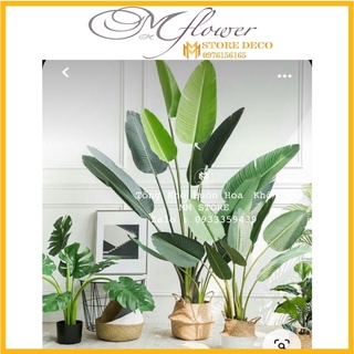 Cây chuối giả deco trang trí cành cao có ảnh thật kèm video