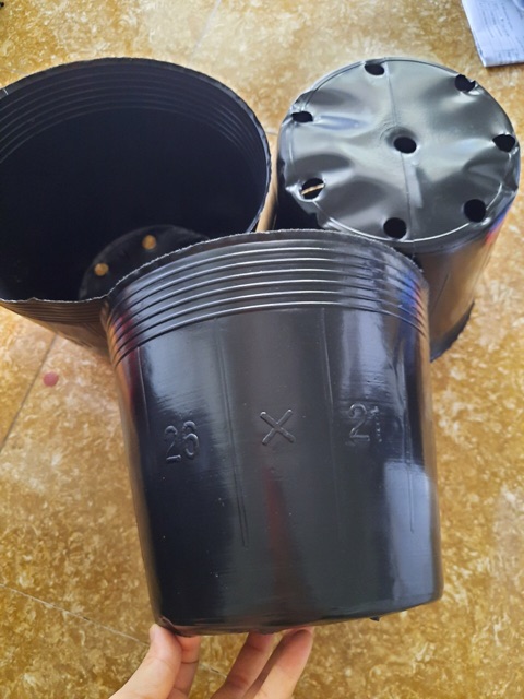 1kg chậu ươm cây chọn size