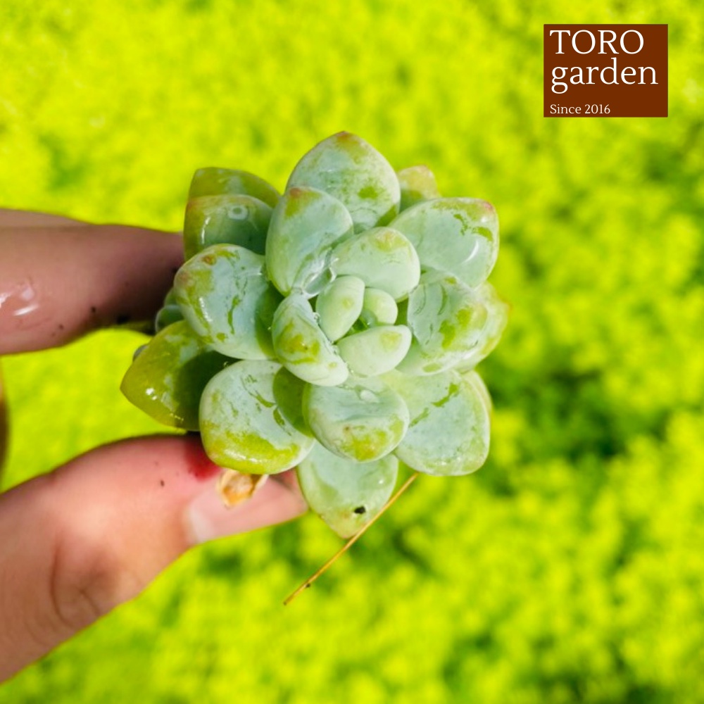 Sen đá sỏi thiên thanh Đà Lạt size mini cây cảnh trang trí nhà cửa Toro garden