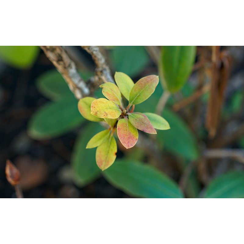 Ống kính 7Artisans 35mm f/0.95 Dành Cho Máy Ảnh Fujifilm