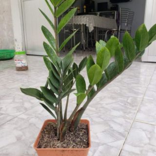 Cây kim tiền(tặng kèm phân bón)