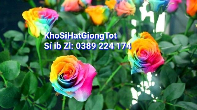 Hạt giống Hoa Hồng 7 Sắc ĐẾN MÙA TRỒNG TẾT