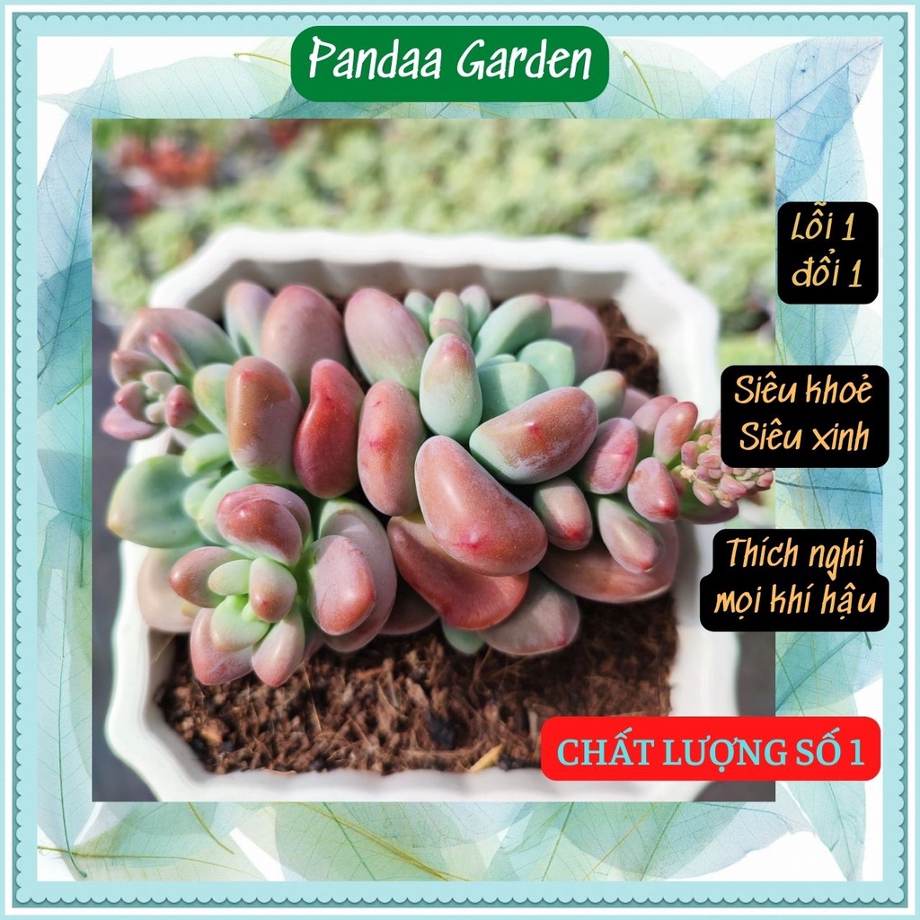 Sen đá sỏi thiên thanh hồng size trung bình 10-12cm, xuất xứ Đà Lạt khoẻ đẹp, thích nghi mọi khí hậu, lỗi 1 đổi 1
