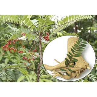 Cây thuốc mật nhân còn gọi là cây bá bệnh