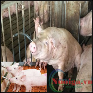 NÚM NƯỚC UỐNG CHO HEO BỘ 10 NÚM