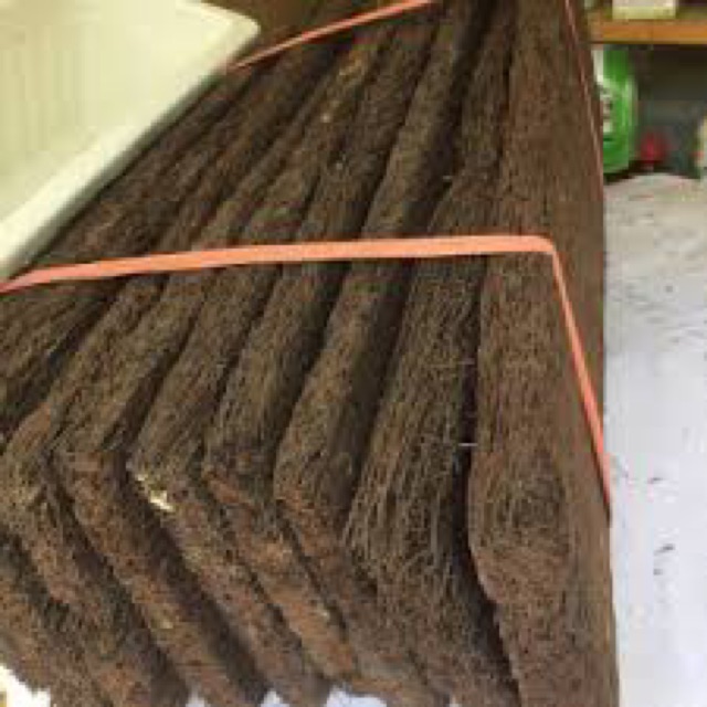 Dớn bảng trồng, ươm, chiết lan Bằng Rễ Cây Dương Xỉ - Hàng chuẩn loại 1