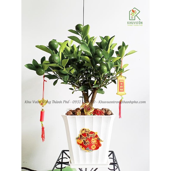 Cây tắc để bàn, cây hạnh chưng tết