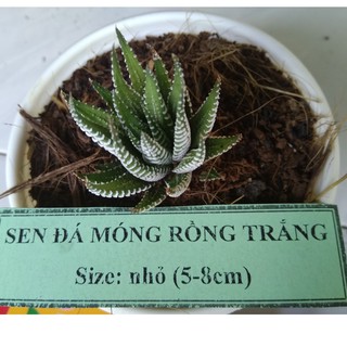 Sen đá móng rồng trắng - size nhỏ (5-8cm)