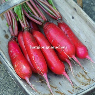 2GR - HẠT GIỐNG CỦ CẢI ĐỎ DÀI