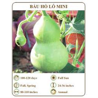 Hạt giống Bầu hồ lô mini - THE XANH