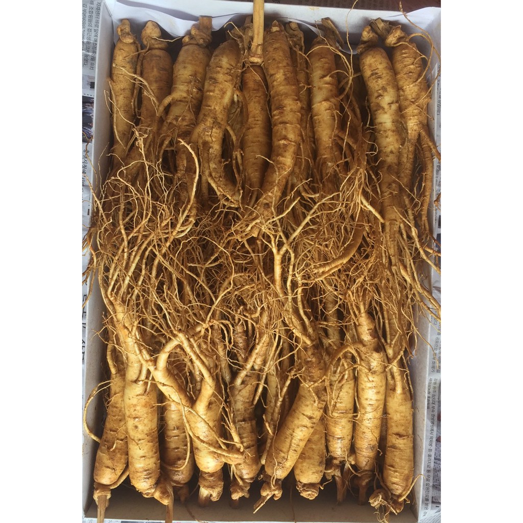 Nhân sâm tươi Hàn Quốc hầm gà loại 20-30 củ/kg, PP Sâm Yến 3A