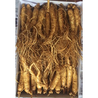 Nhân sâm Hàn Quốc loại hầm gà 20-30 củ/kg
