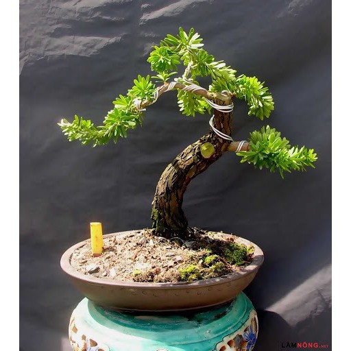 Dây nhôm trần quấn cây cảnh chuyên dùng uốn cây bonsai, cây cảnh 2ly - 3ly - 4ly - 5ly