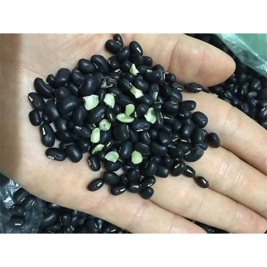 Đậu đen xanh lòng, Đỗ Đen xanh lòng, loại trồng hữu cơ, hạt nhỏ, Chuẩn đậu quê. ( Túi 0,5 kg)