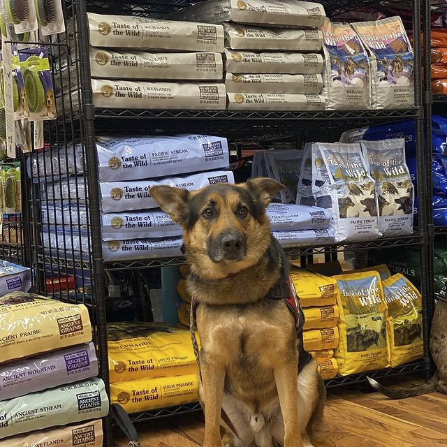 Thức Ăn Cho Chó Becgie Taste Of The Wild Bao 500g - High Praire Bò Rừng & Nai Nướng, Trái Cây, Rau Củ