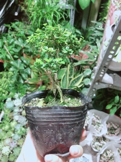 Cây Sam Hương (cao 12cm,ngang 7cm)