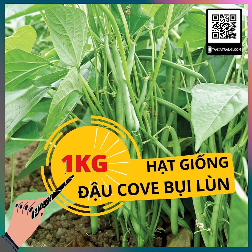1KG Hạt giống cove bụi lùn (bụi nhật), sinh trưởng khỏe