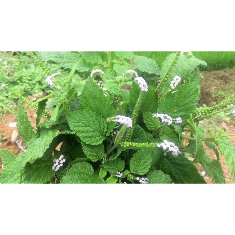 Cây Vòi Voi Khô Hỗ Trợ Đau Xương Khớp, Ung Thư ... 500g