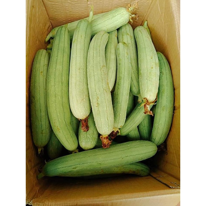 Mướp Hương  tươi ngon - giao Hỏa Tốc