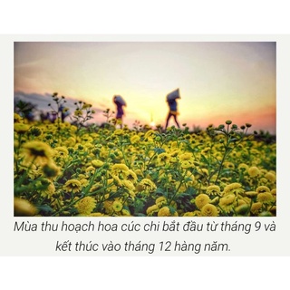hạt giống cúc chi vàng -cúc làm trà