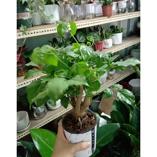 Cây Hạnh Phúc ( Cây để bàn )