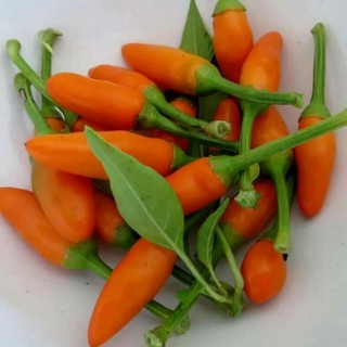 Hạt giống ớt cam siêu cay thái lan ( 20h )