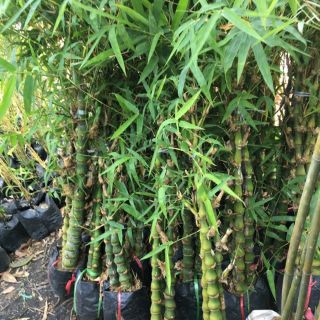 Cây trúc phật bà