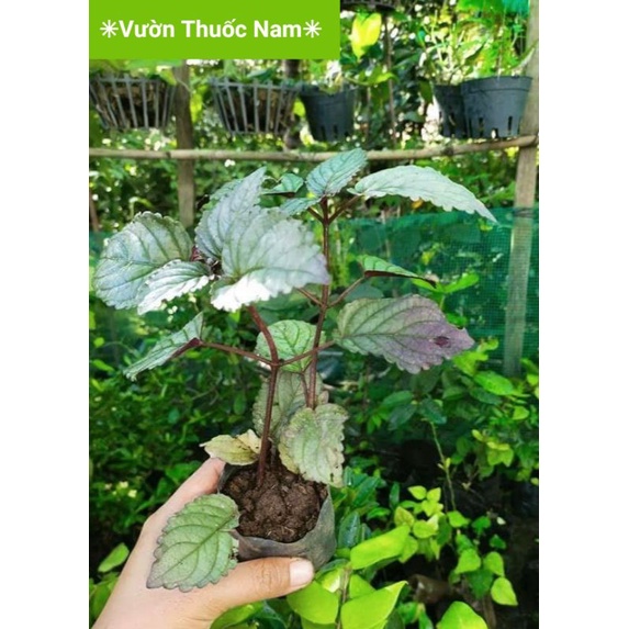 Cây bán tự cảnh cây nấu trà dr Thanh nước mát