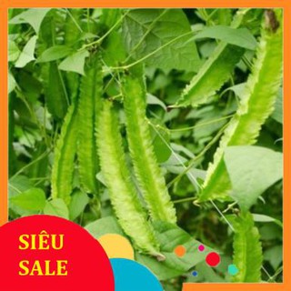 10g hạt giống đậu rồng vietphat