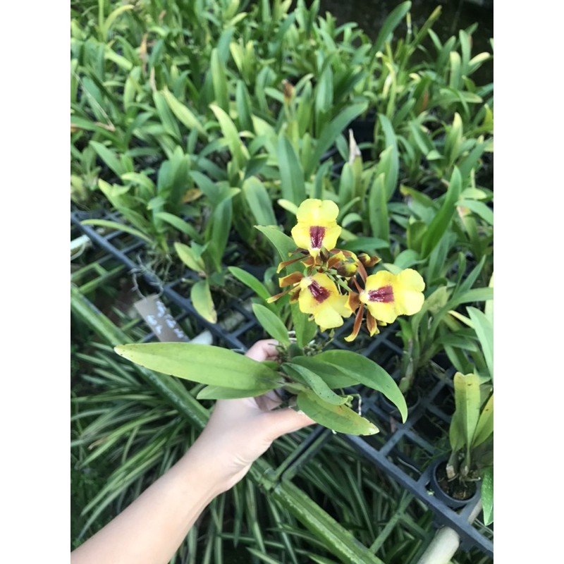 Vũ Nữ Vàng Tiên Cây Giống