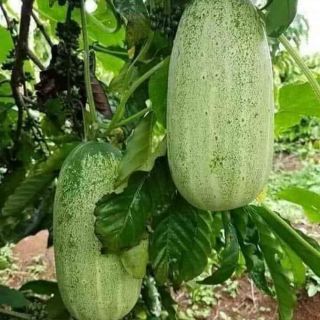 Hạt giống dưa chuột mèo