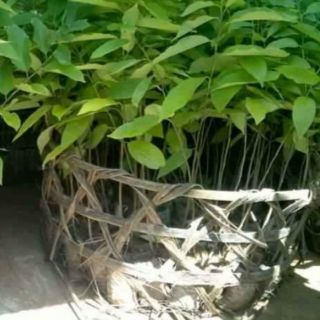 Cây na dai (mảng cầu tây)