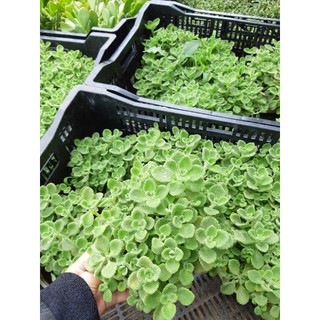 Sen thơm Mix Chậu