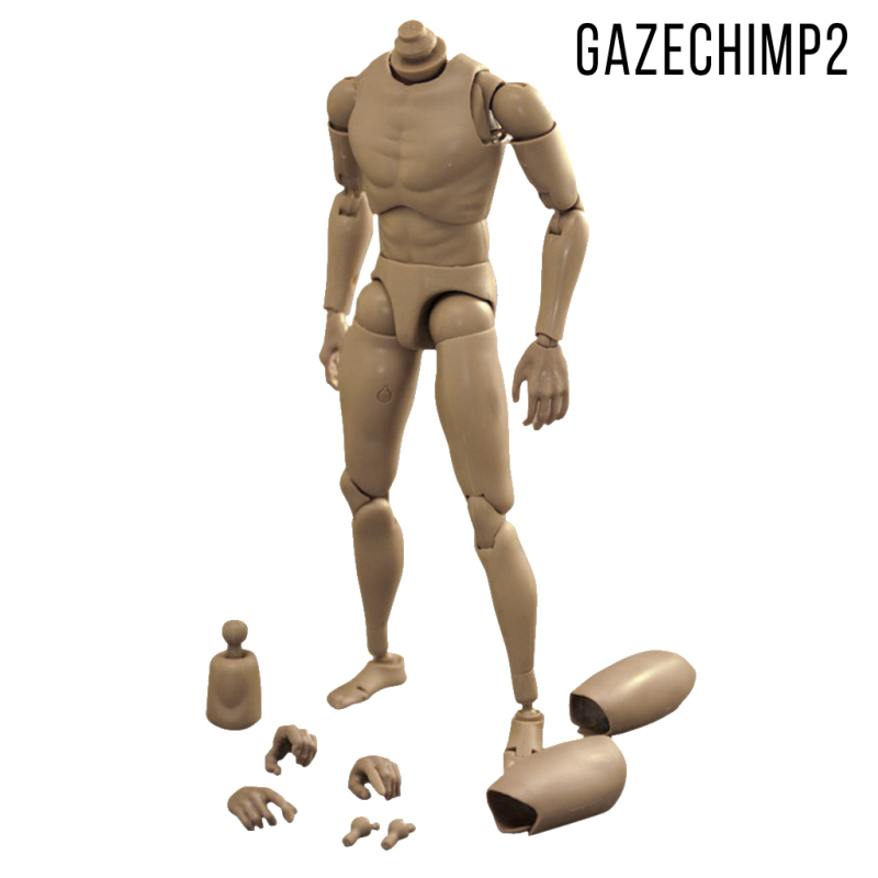 Mô Hình Cơ Thể Người Nam 1 / 6 Gazechimp2 Ttm-18 / 19