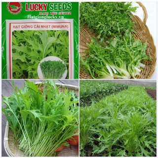 Hạt Giống Rau Cải Nhật Xanh, Giàu Dinh Dưỡng 10gr