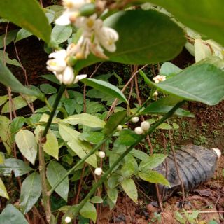 Cây giống  Chanh không hạt