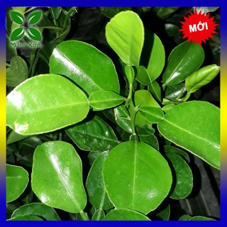 COMBO 6 CÂY CHÚC GIỐNG CAO KHOẢNG 20CM, CÂY CHANH THÁI