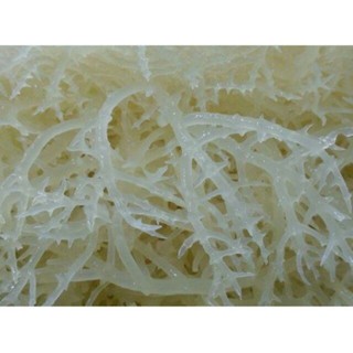 Rong Sụn - Rong Biển Trắng - 1kg