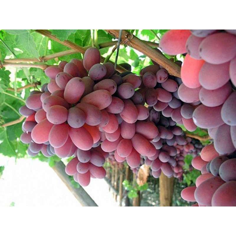 Cây Nho Crimson Seedless Không Hạt Tự Nhiên