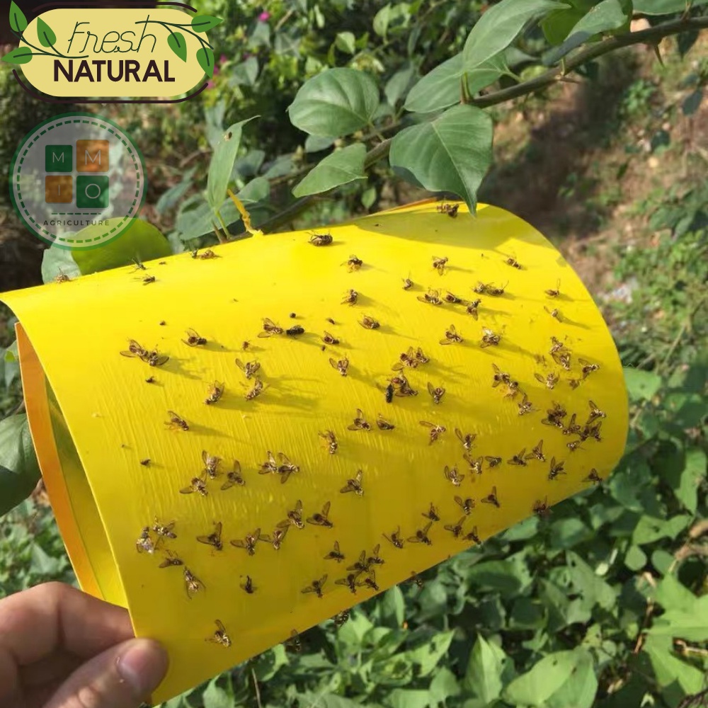 Combo bẫy ruồi vàng siêu dính - Hiệu quả với nhiều loại côn trùng gây hại cho vườn lan, rau hoa màu và cây ăn trái